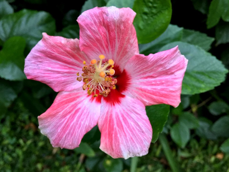 Flower Pink Hibiscus Plant