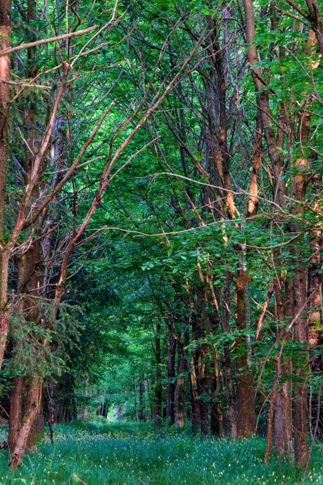 Vegetation Ecosystem Woodland Tree