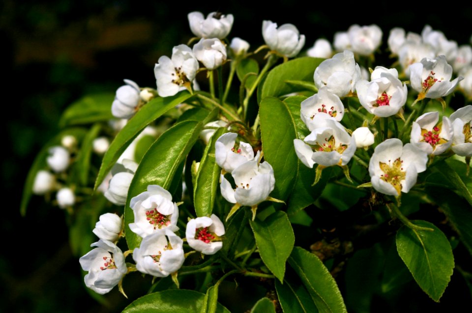 Flower Plant Flora Spring