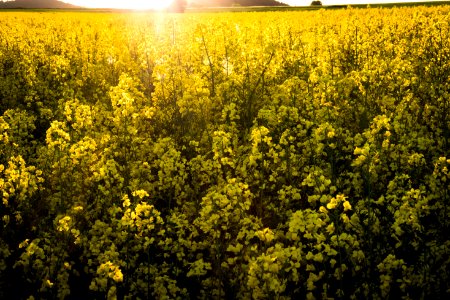 Rapeseed Yellow Canola Mustard Plant