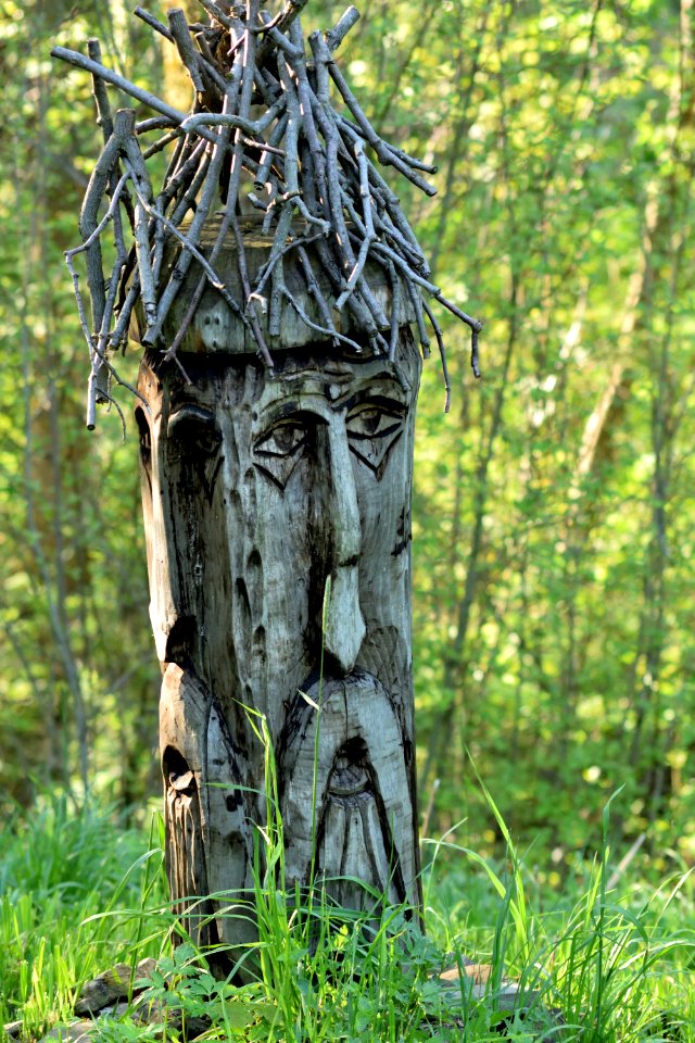 Tree Trunk Grass Branch