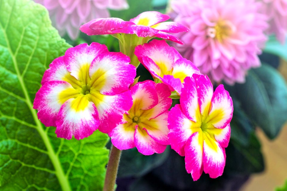 Flower Pink Primula Plant