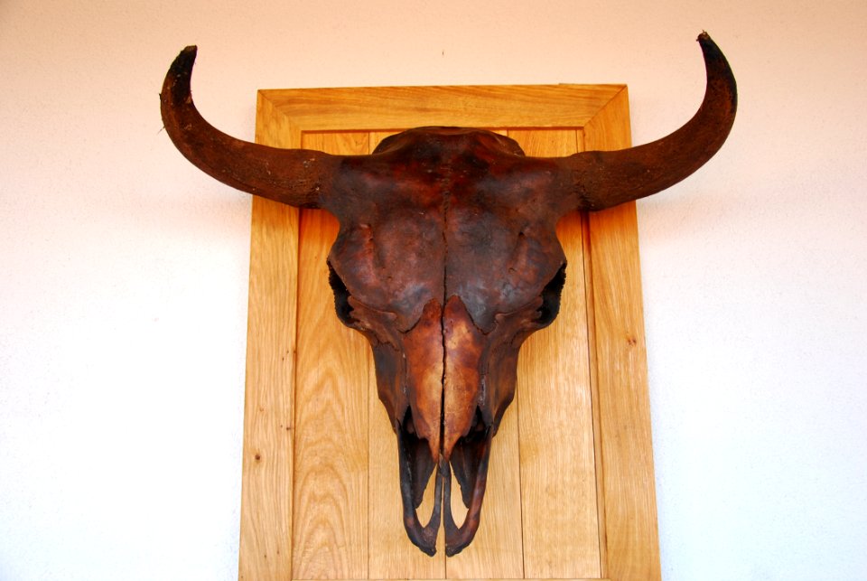 Horn Cattle Like Mammal