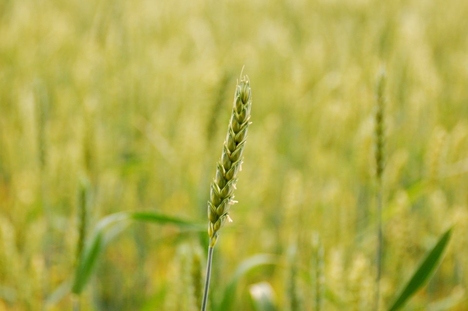 Field Crop Grass Family Grass