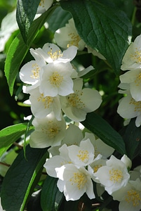 Shrub close-up perfume photo