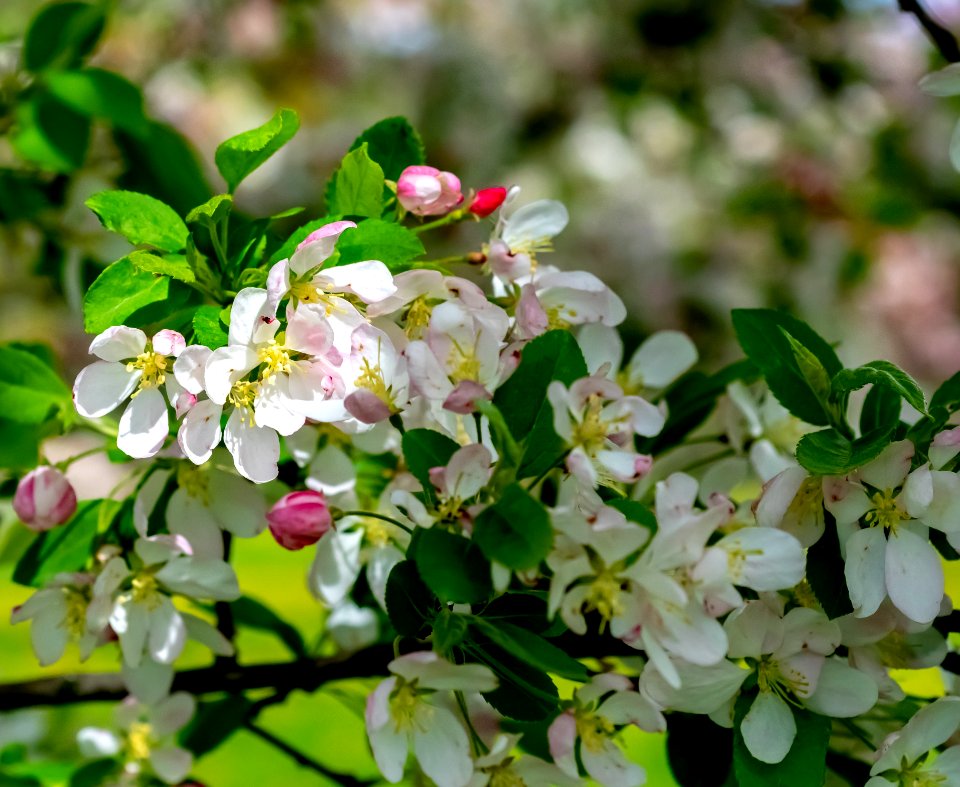 Plant Flora Flower Spring