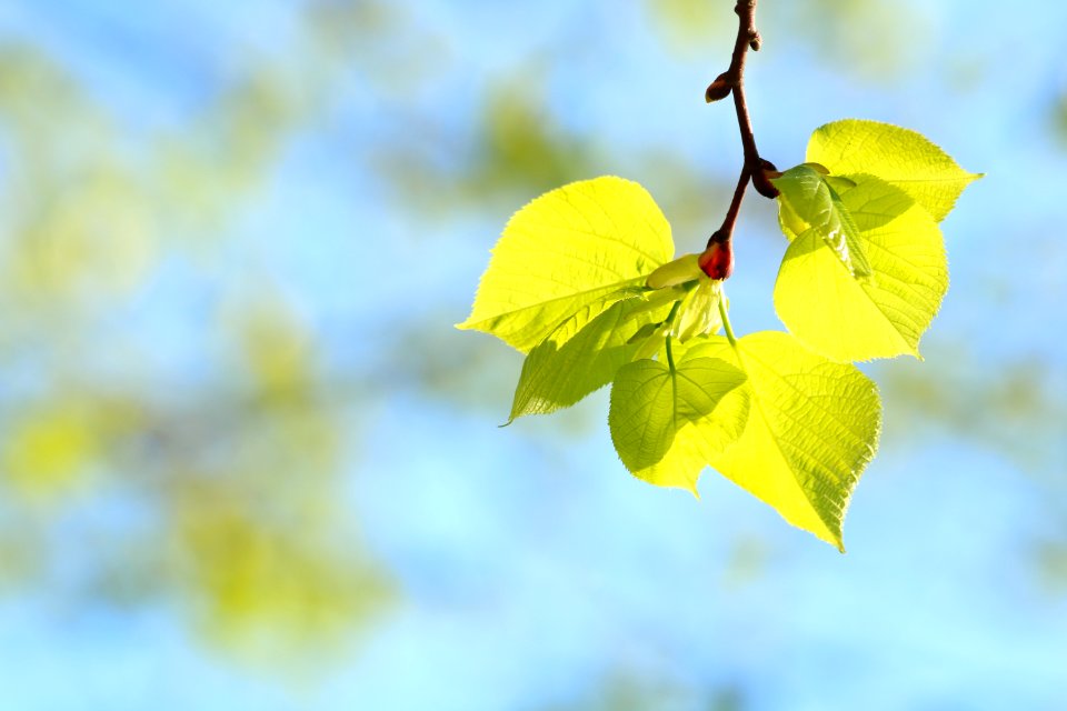 Leaf Yellow Branch Spring