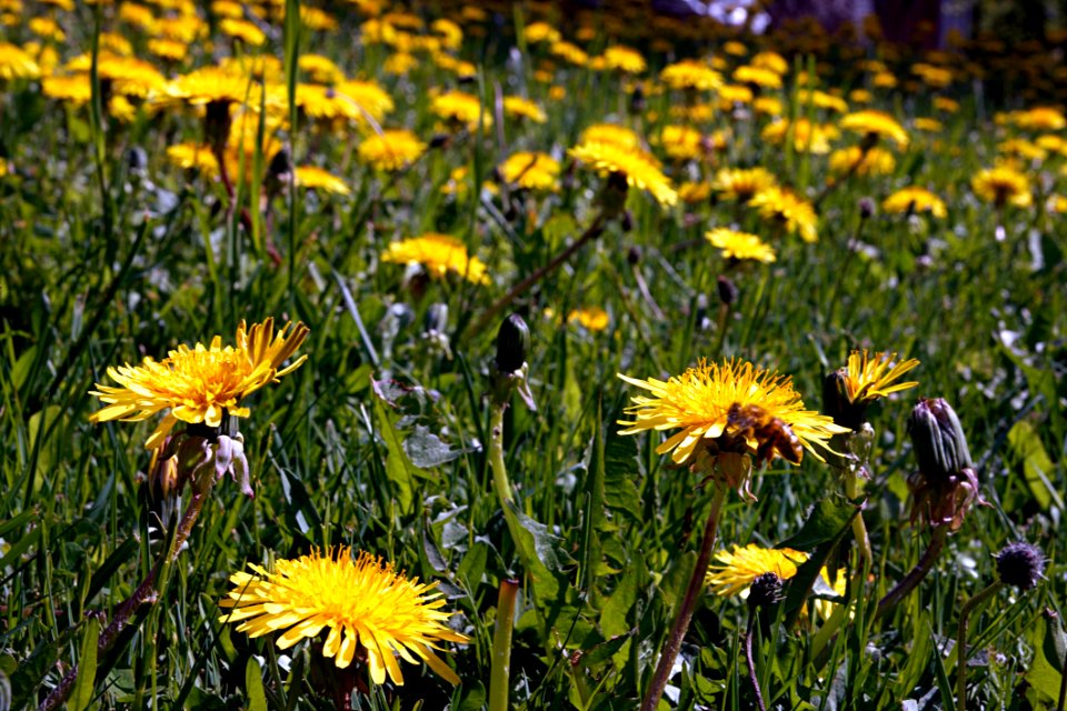Flower Yellow Plant Flora