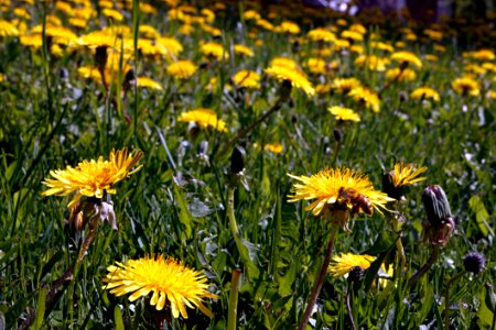 Flower Yellow Plant Flora