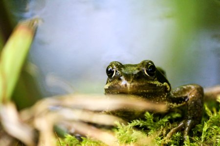 Ranidae Toad Amphibian Frog photo