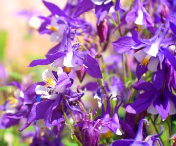 Flower Flora Plant Purple