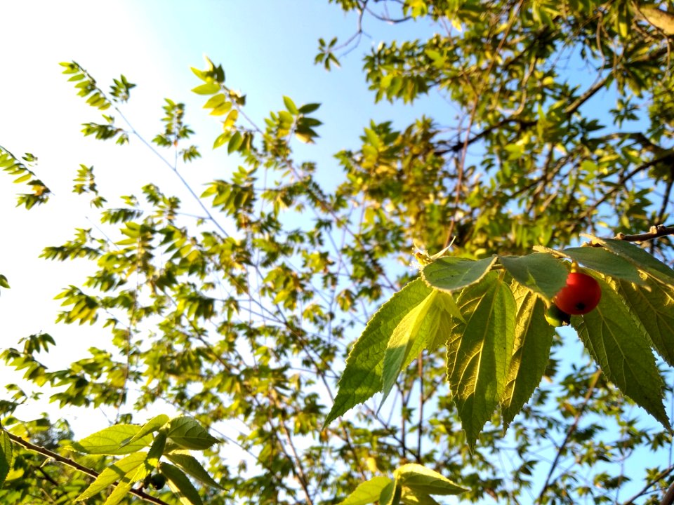 Tree Leaf Branch Plant