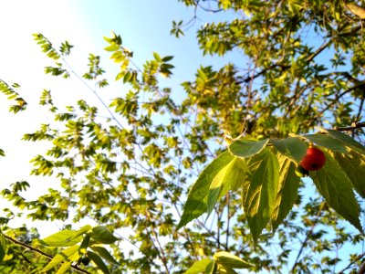 Tree Leaf Branch Plant