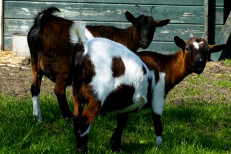 Goats Goat Fauna Grass photo