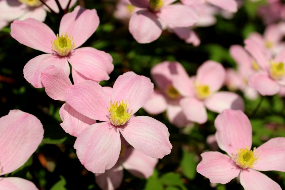 Flower Plant Wood Sorrel Family Petal