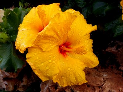 Flower Yellow Plant Hibiscus
