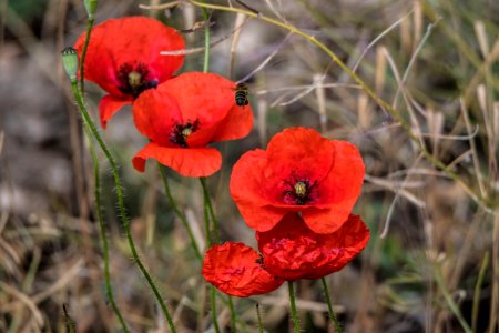 Flower Red Wildflower Coquelicot