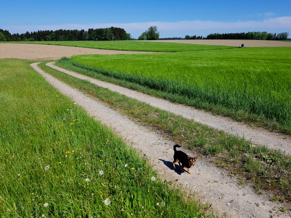 Field Agriculture Crop Grass