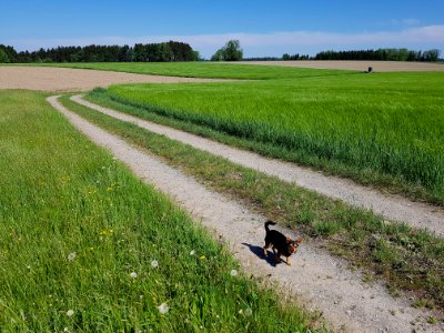 Field Agriculture Crop Grass