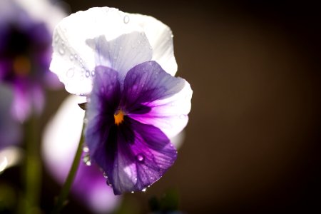 Flower Violet Purple Pansy photo