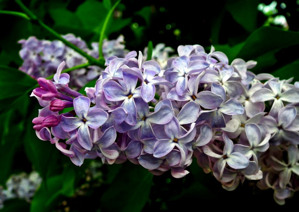 Flower Flora Plant Lilac