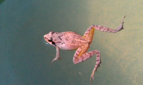 Fauna Amphibian Frog Terrestrial Animal