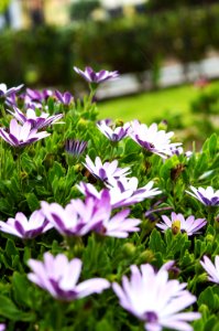 Flower Plant Flora Purple