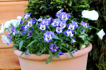 Plant Flower Flowering Plant Flowerpot