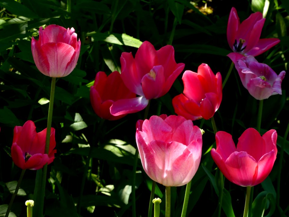 Flower Plant Flowering Plant Tulip