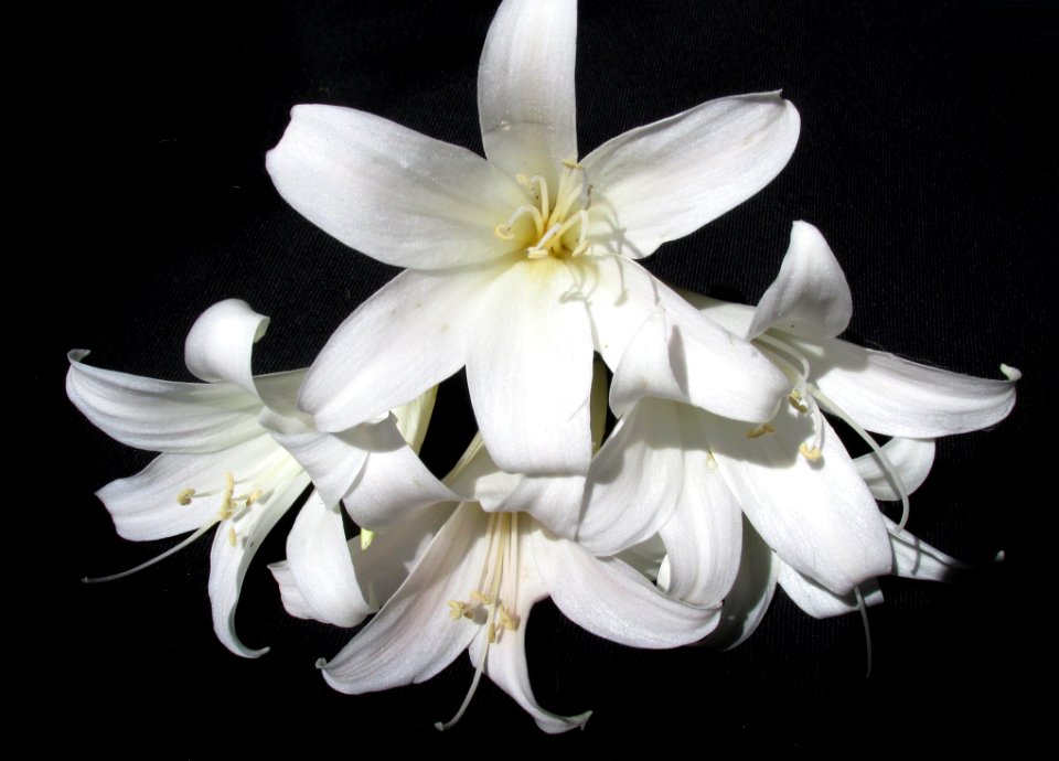 Flower White Plant Lily