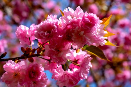 Pink Blossom Flower Cherry Blossom