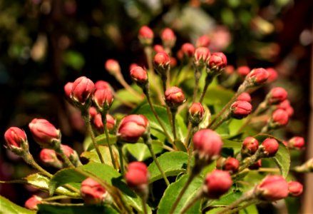 Plant Flower Bud Flora