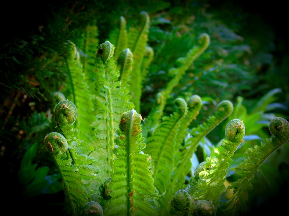 Vegetation Seaweed Ferns And Horsetails Organism