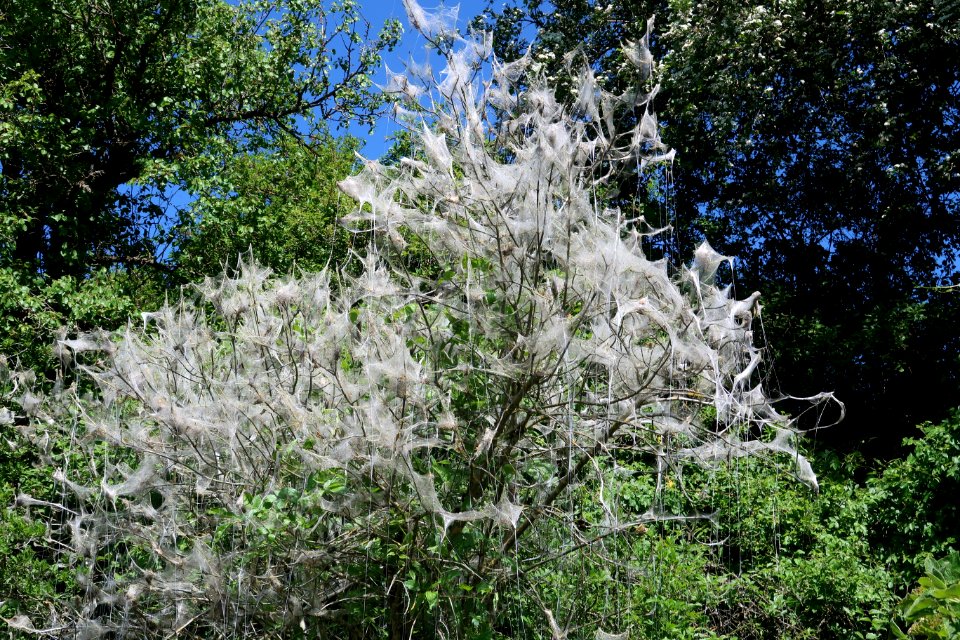 Plant Tree Vegetation Flora