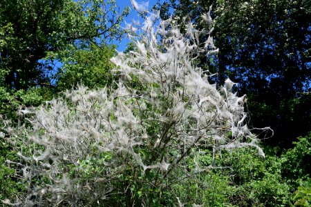Plant Tree Vegetation Flora