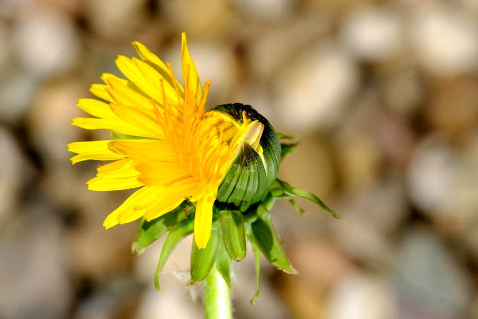 Flower Yellow Flora Bird