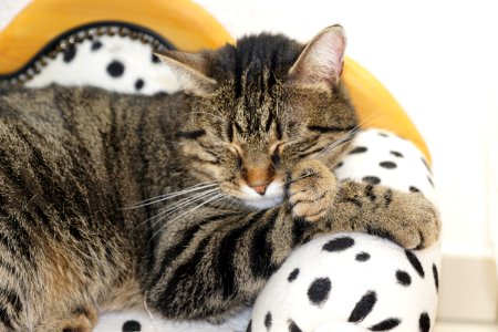 Cat Small To Medium Sized Cats Dragon Li Cat Like Mammal