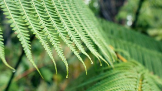 Vegetation Leaf Close Up Plant