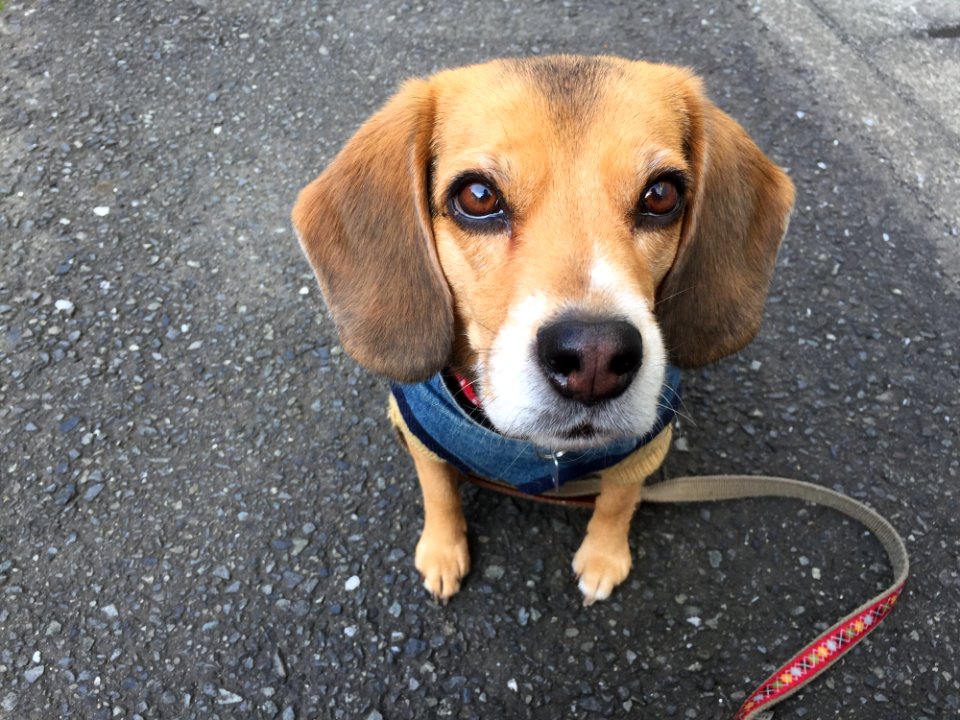 Dog Dog Breed Beagle Dog Like Mammal
