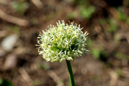 Plant Flora Onion Genus Flower