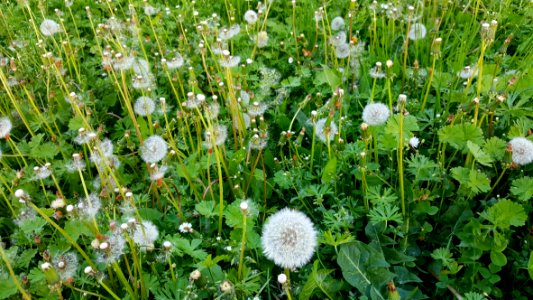 Plant Flower Flora Grass