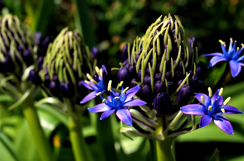 Flower Blue Plant Flora