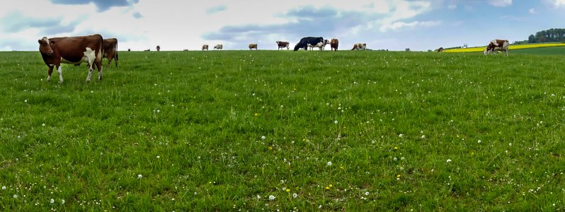 Grassland Pasture Grazing Field