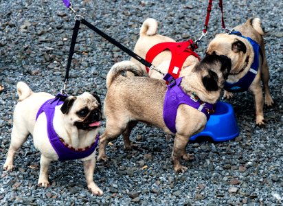 Pug Dog Dog Like Mammal Dog Breed