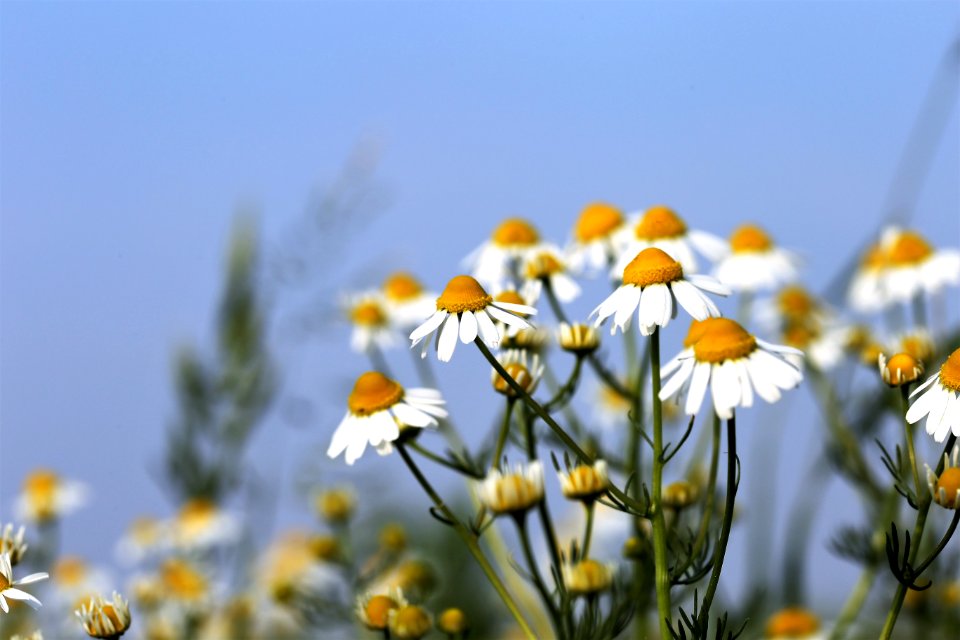 Flower Chamaemelum Nobile Yellow Flora photo