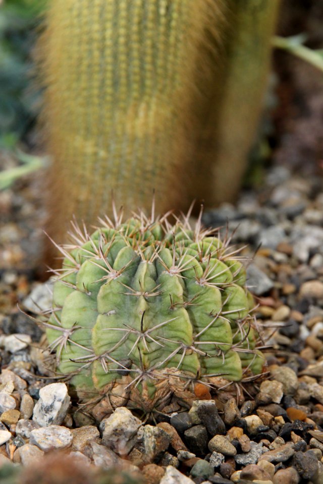 Plant Cactus Vegetation Thorns Spines And Prickles
