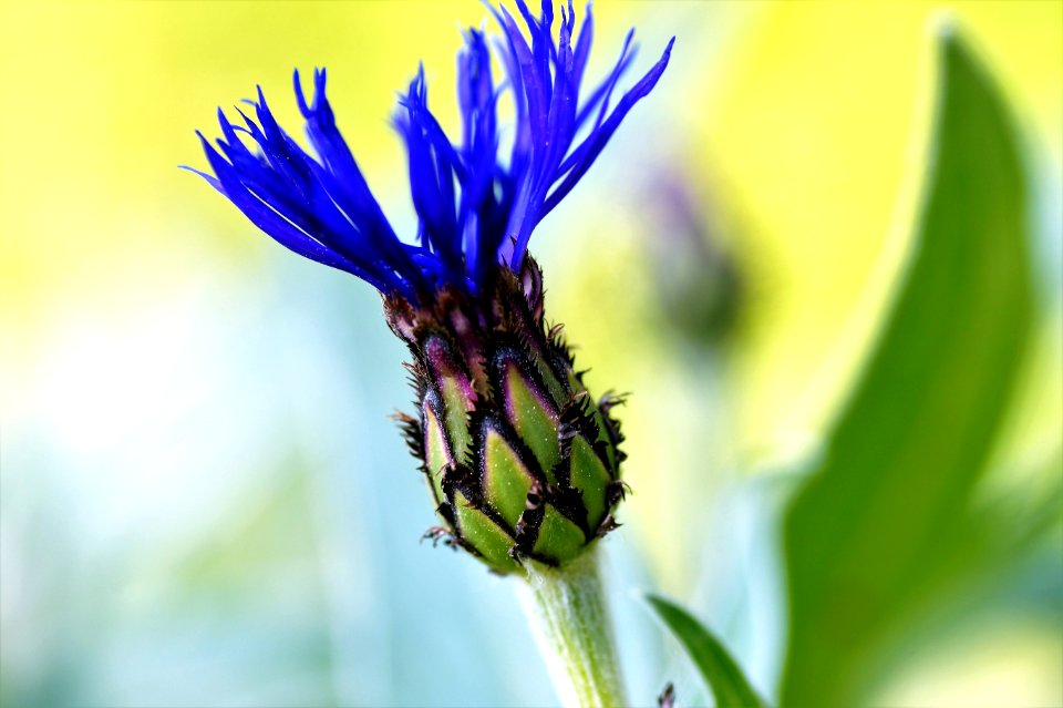 Flora Flower Plant Close Up