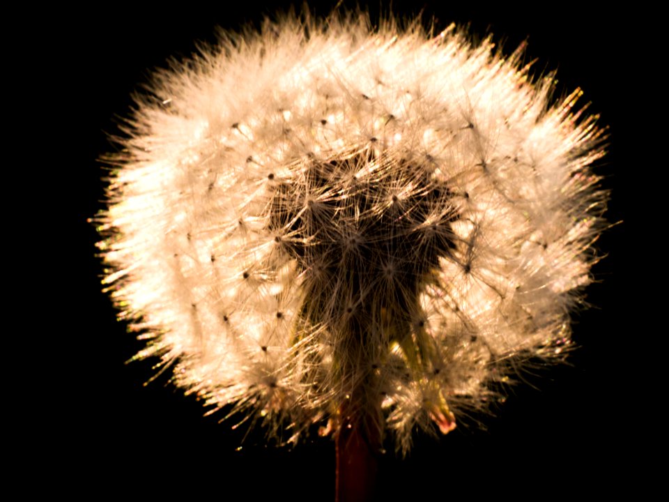 Flower Dandelion Close Up Flora