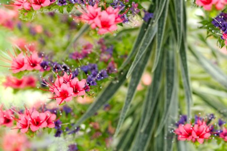 Flower Plant Flora Flowering Plant