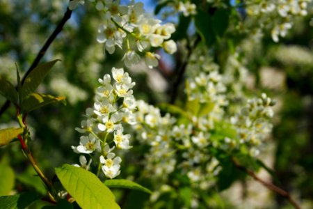 Blossom Branch Spring Plant